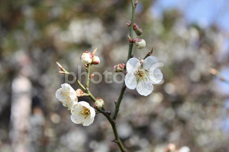 咲き乱れる白梅の最先端 蕾,早春,春の写真素材