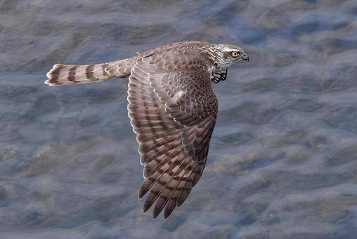 水面を羽ばたき飛行するハイタカ幼鳥 ハイタカ,灰鷹,鷂の写真素材