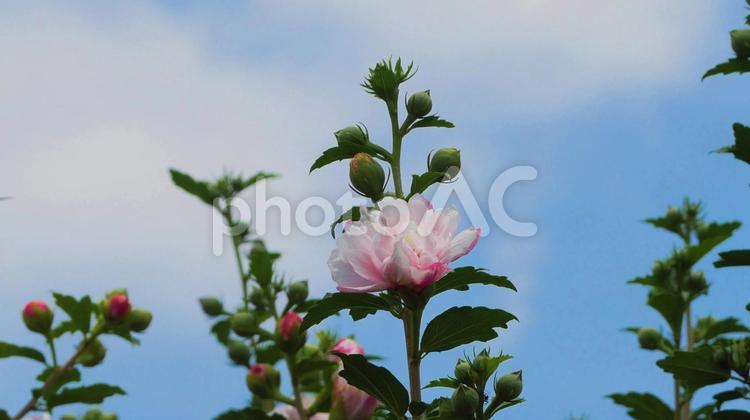 夏を彩る薄ピンク色のムクゲ ムクゲ,ピンク色,桃色の写真素材