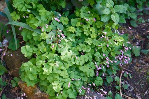 イモカタバミ イモカタバミ イモカタバミ,蕾,萎むの写真素材