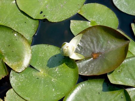 スイレン池に浮かぶ葉っぱと白いツボミの写真