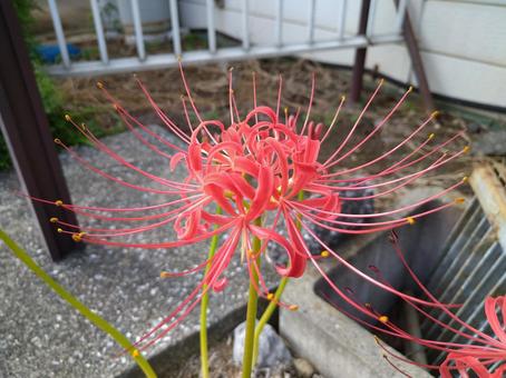 彼岸花 彼岸花の写真
