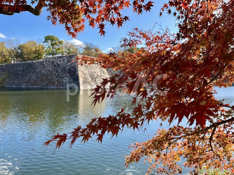 大阪城の堀ともみじ もみじ,紅葉,城の写真素材