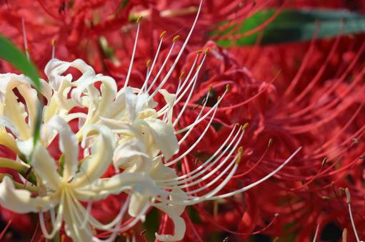 激情之花, JPG 激情之花, higambana, cluster amaryllis, flower, JPG