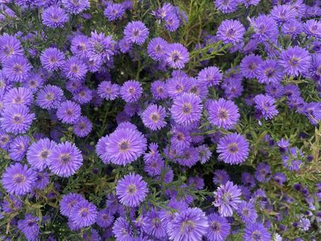 アスターの写真