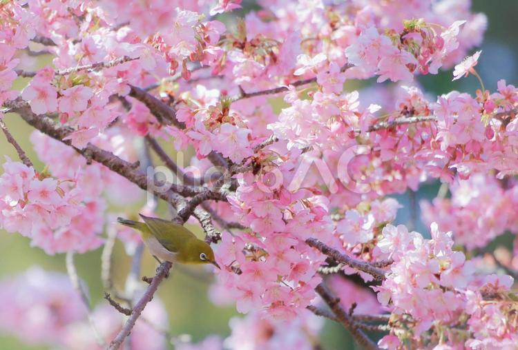 河津桜とメジロ 桜,河津桜,カワヅザクラの写真素材