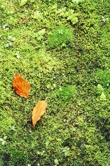 苔の上の枯葉2 苔の上の枯葉2の写真