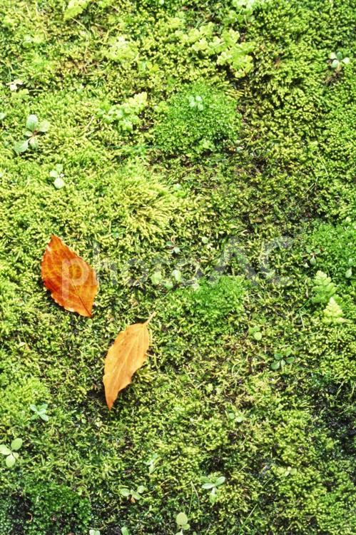 苔の上の枯葉2 秋,枯葉,落ち葉の写真素材