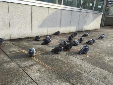 冬の鳩 冬の鳩の写真