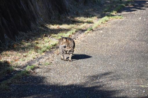 野良猫 猫,野良猫,屋外の写真素材
