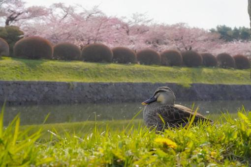 さくら さくらの写真