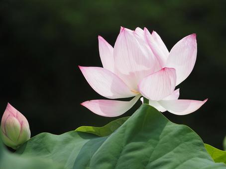 蓮の花 ピンク 大賀ハス 蓮の花 ピンク 大賀ハス 蓮,花,ピンクの写真素材