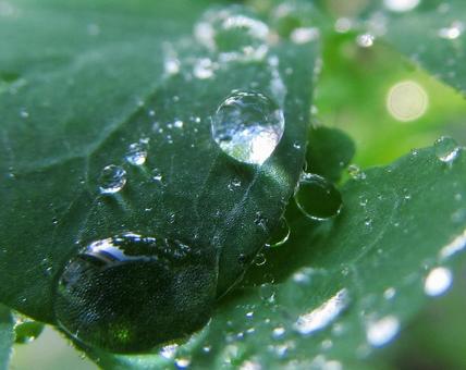 水滴と緑の葉の風景 水滴と緑の葉の風景 水滴,しずく,雨の写真素材