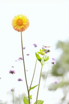 リリーパーク リリーパーク,ゆりの郷こしみず,ガーベラの写真素材