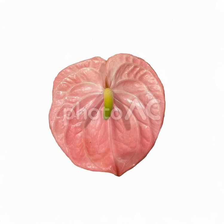 画像素材　アンスリウム　ピンク アンスリウム,ピンク,切り抜きの写真素材