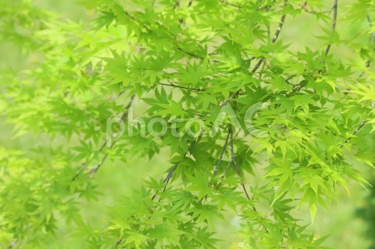 新緑のもみじ 新緑,青モミジ,緑の写真素材