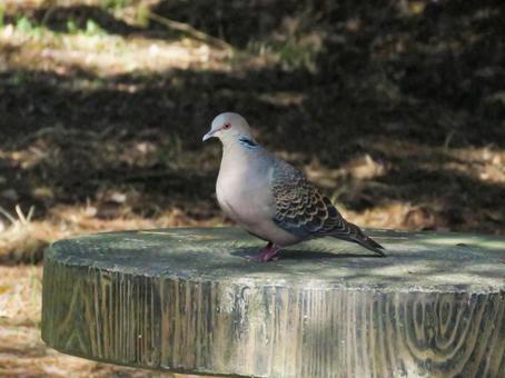 木のテーブルに降りたキジバト キジバト,野鳥,動物の写真素材