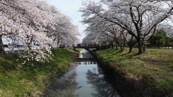 伊佐沼公園　桜並木 桜,春,自然の写真素材
