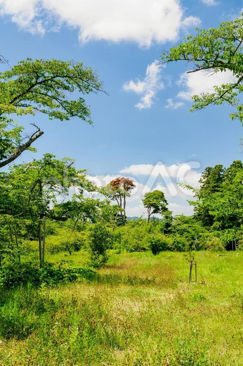 真夏の公園⒇ 公園,夏,日差しの写真素材
