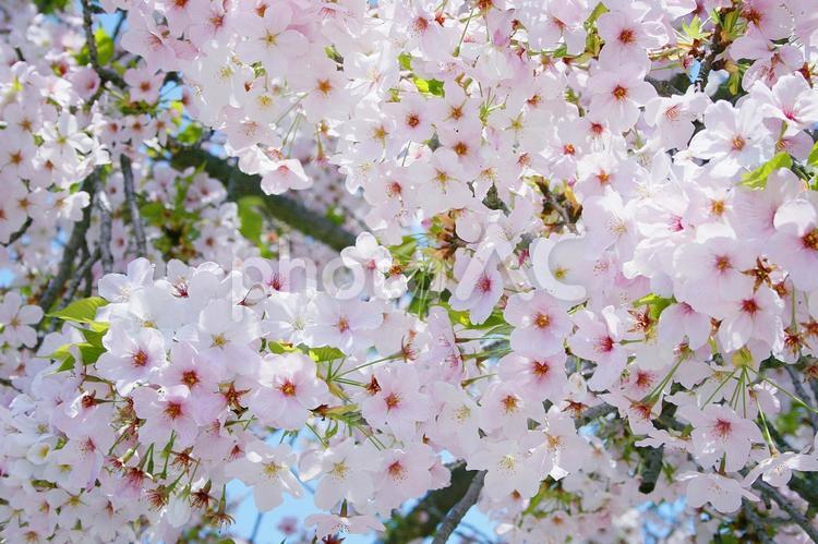 桜-063 背景,バックグラウンド,桜の写真素材