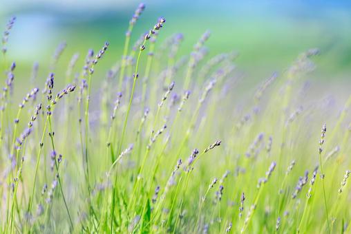 ラベンダー ラベンダー,花,紫色の写真素材