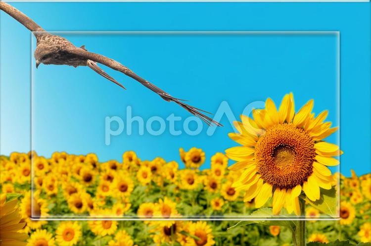ヒマワリのフレーム　背景青　PSDあり 背景素材,素材,暑中見舞の写真素材