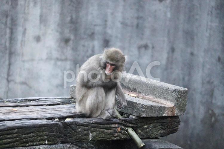 動物園で飼育されているニホンザル 猿,サル,ニホンザルの写真素材