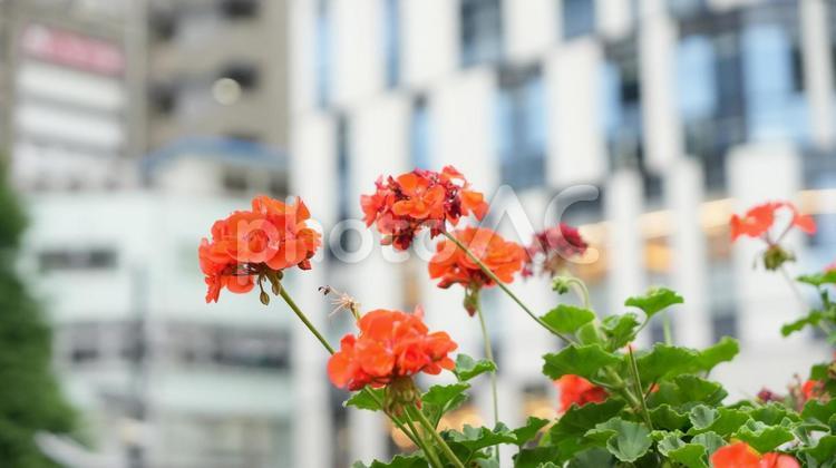 街中に咲く赤い花 花,オレンジ,都会の写真素材
