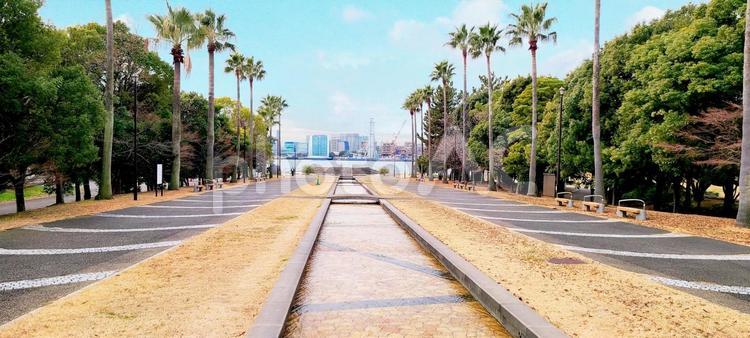 潮風公園 潮風公園,公園,ヤシの木の写真素材