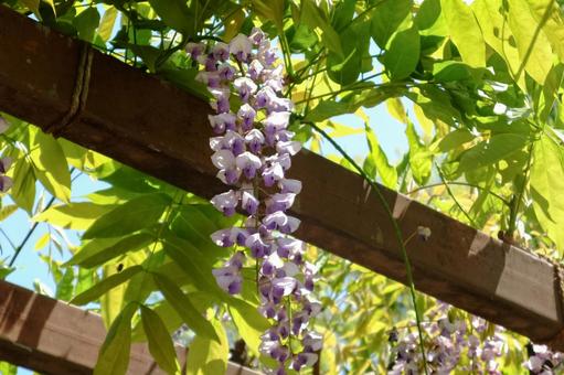 藤棚の藤の花 藤,花,紫の写真素材