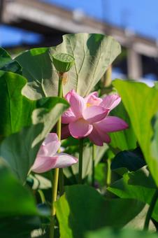 蓮の花 蓮の花 ハス,蓮,古代蓮の写真素材