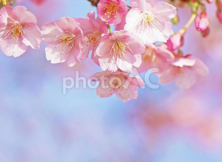 可愛いピンクの河津桜の花のアップ 桜,青空,空の写真素材