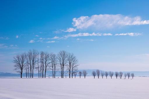 広大な雪原と丘に広がる冬の並木 丘,なだらか,雪原の写真素材