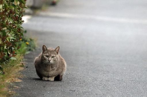 道端隅の美し猫 道端隅の美し猫の写真