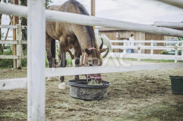 馬がエサを食べている風景 動物,動物園,どうぶつの写真素材