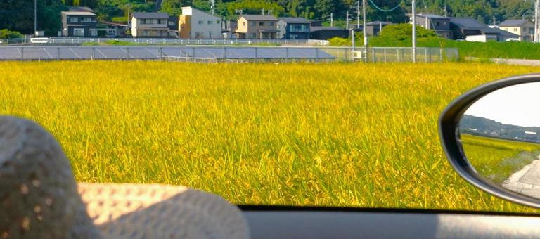 車窓からの稲田 車窓からの稲田の写真