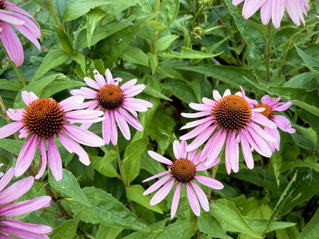 ムラサキバレンギク 01 ムラサキバレンギク 01 紫馬簾菊,ムラサキバレンギク,エキナセアの写真素材