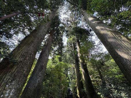 空へ伸びる大木と豊かな緑の森 空へ伸びる大木と豊かな緑の森 巨木,森,杉の写真素材