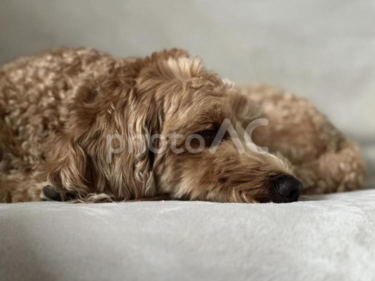 犬 寝顔,わんこ,ラブラドゥードゥルの写真素材