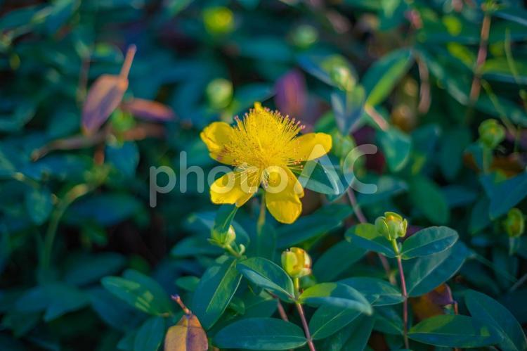 空に向かって咲くビヨウヤナギ 緑,玉ボケ,黄色の写真素材