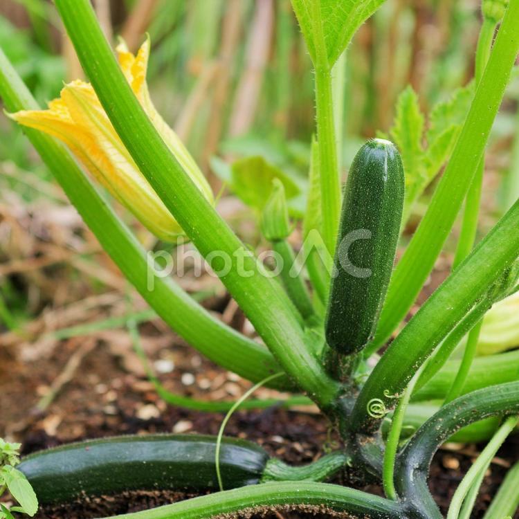 ズッキーニの花と実 ズッキーニ,開花,結実の写真素材