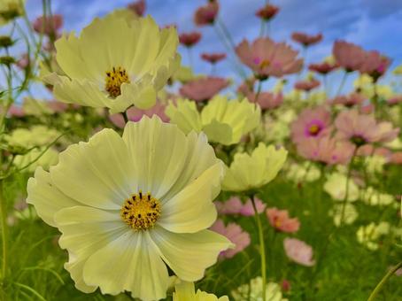 コスモス畑 コスモス畑 コスモス,花,秋の写真素材