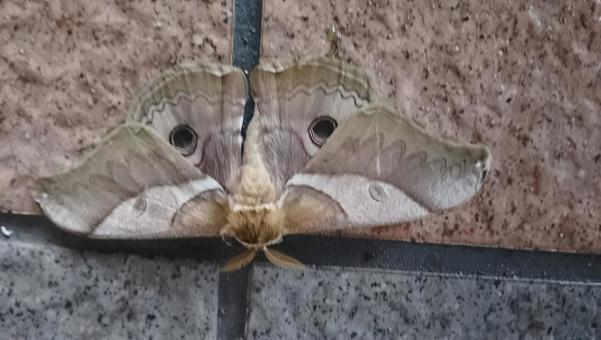 美しい模様　蛾の写真