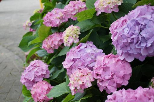 紫陽花 紫陽花の写真