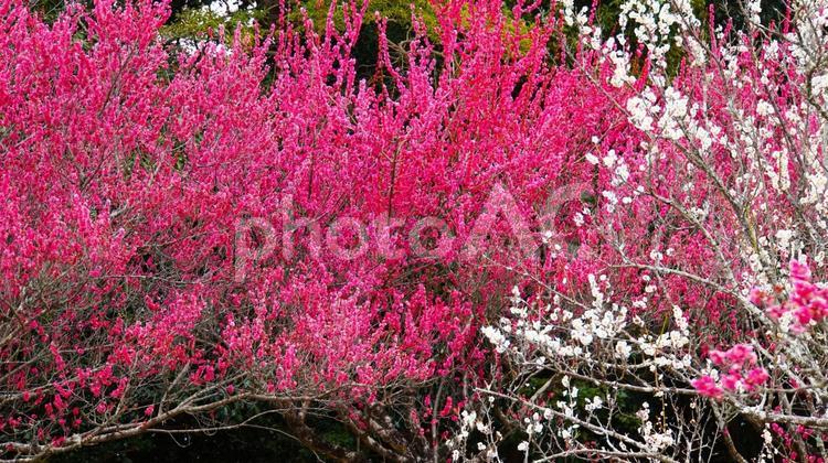 梅林公園　梅の花　 梅,花,梅林の写真素材