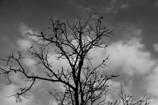 空と木　モノクロ 枯れ木,秋,冬の写真素材