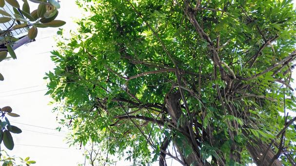 木 木,葉っぱ,緑の写真素材