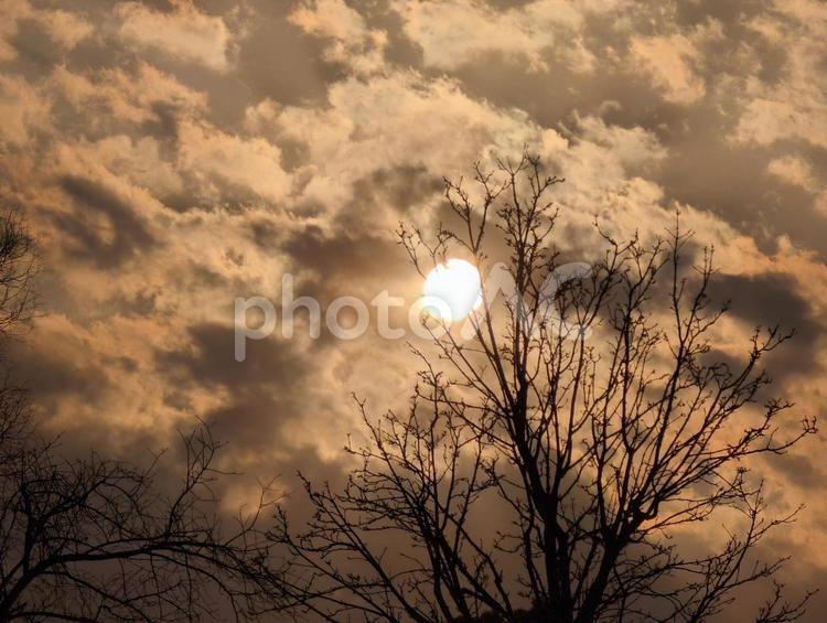 夕方の風景 夕方,風景,木の写真素材