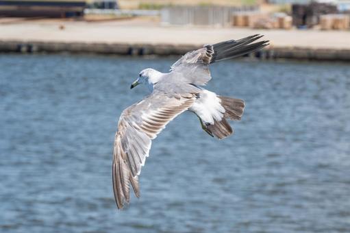 飛行中のウミネコ 飛行中のウミネコの写真