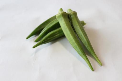 おくら　オクラ　陸蓮根の写真